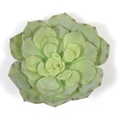 Earthflora's 7 Inch Fr Flocked Green Echeveria Succulent