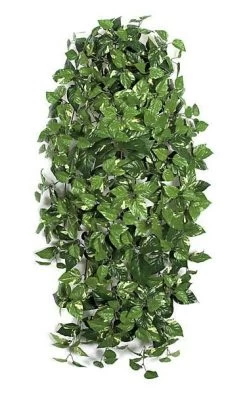48 Inches Pothos Bush - 456 Variegated Green/Cream Leaves - FIRE RETARDANT