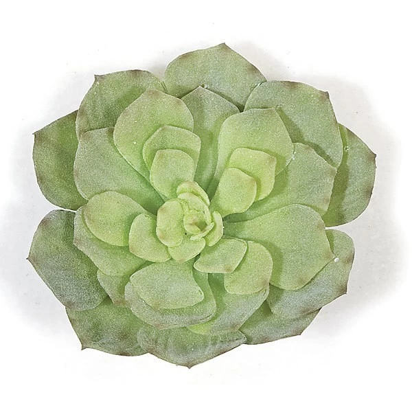 Earthflora's 7 Inch Fr Flocked Green Echeveria Succulent