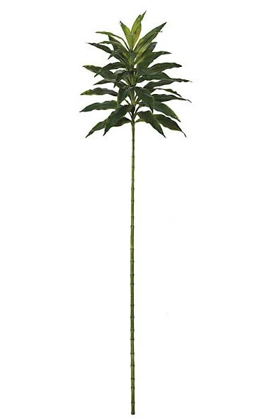 5 Feet Dracaena Sanderiana - 36 Leaves - Green - Bare Stem