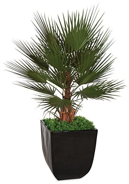 5 Feet Plastic Washingtonia Palm Tree - Natural Boot Trunk - 17 Green Fronds
