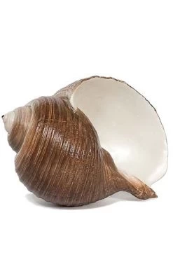 5 Inches X 9 Inches Tun - Natural Dark Brown