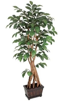 6 Feet Potted Coffee Tree - Natural Wood Trunk - Tutone Green Leaves
