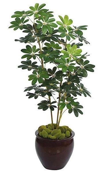 60 Inches Baby Schefflera Bush X 3 - 407 Green Leaves - Bare Stem