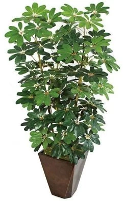 60 Inches Baby Schefflera Plant X 6 - 814 Green Leaves - Bare Stem