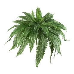 40” Boston Fern