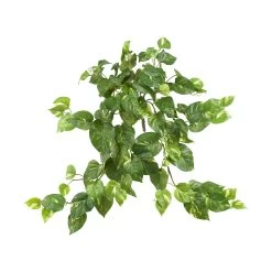 Pothos Hanging Bush (Set Of 3)