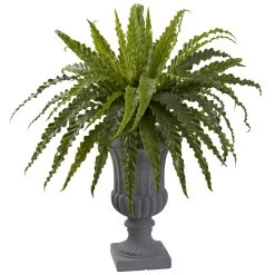 Birdsnest Fern With Urn