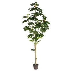 6 Feet Potted Fig Tree 71Lvs