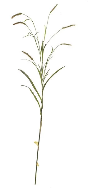 8 Feet Foxtail Spray - Green/Mauve