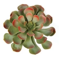 8 Inches Plastic Succulent - Green/Red - Bare Stem