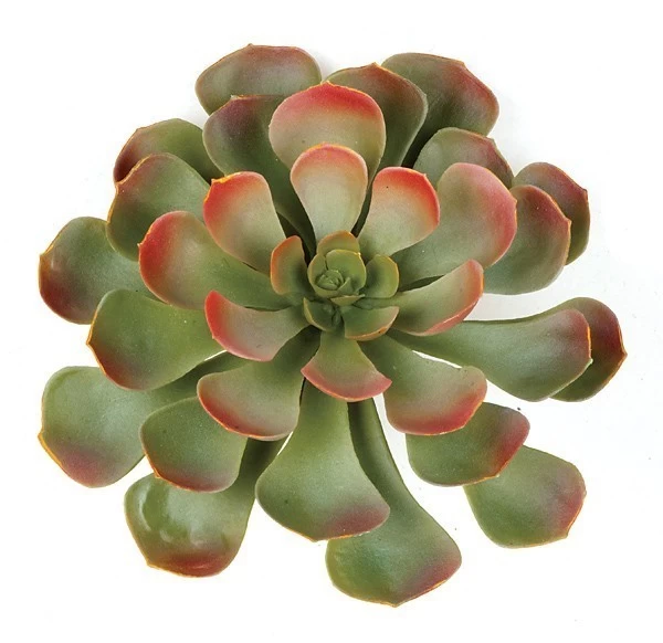 8 Inches Plastic Succulent - Green/Red - Bare Stem