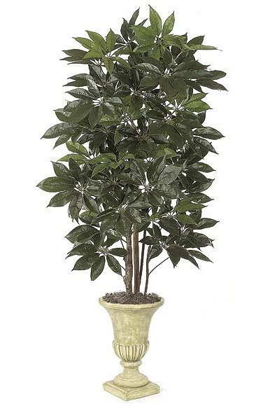8 Feet Schefflera Tree - Natural Trunks - Green - Weighted Base