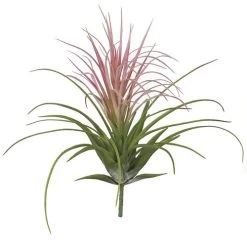 18.5 Inch Tillandsia Air Plant