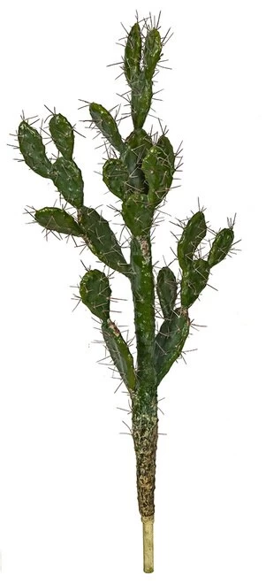 Prickly Pear Cactus With Needles - 42 Inches Or 52 Inches Tall - Image 2