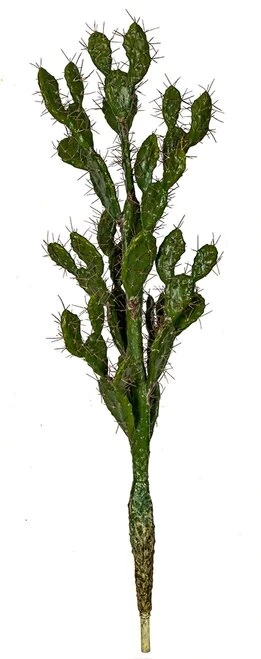 Prickly Pear Cactus With Needles - 42 Inches Or 52 Inches Tall - Image 3