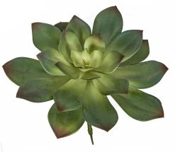12 Inch W X 11.5 Inches Ht Echeveria Succulent