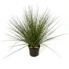 17 Inch Potted Pvc Zebra Onion Grass