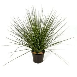 17 Inch Potted Pvc Zebra Onion Grass