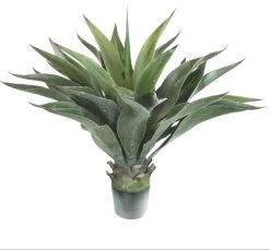 24 Inches Outdoor POTTED Agave AEONIUM PLANT ** 2 Pc Min Order***