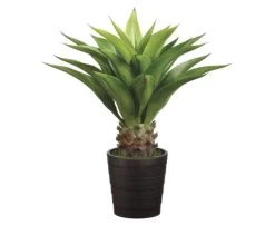 32 Inches Agave Plant Fire Rated