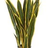 26 Inch Ifr Sansevieria Plant - Green/Yellow