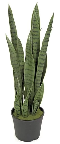 26 Inch Green Sansevieria Plant X 18