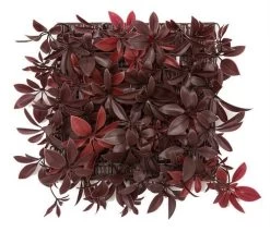 10 Inch X 10 Inch X 4 Inch Outdoor Uv Schefflera Wall Mat In Green Or Burgundy