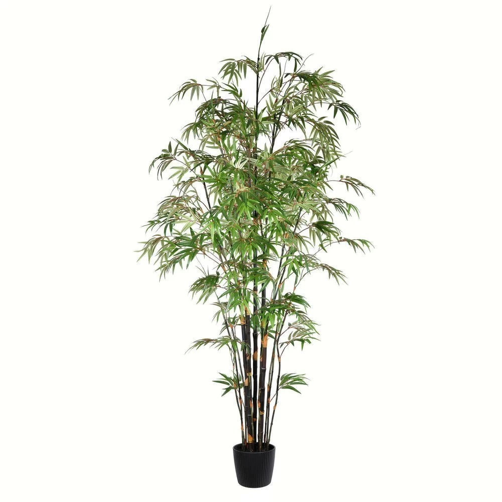 7 Feet Potted Black Japanese Bamboo Tree