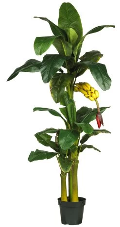 EF-2594 6 Feet And 3 Feet Double Banana Tree One Hanging Fruiting Branch
