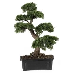 24 Inches Cedar Bonsai Indoor/Outdoor