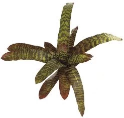 14 Inches Bromeliad - Natural Touch - 15 Leaves - 24 Inches Width - Brown/Green
