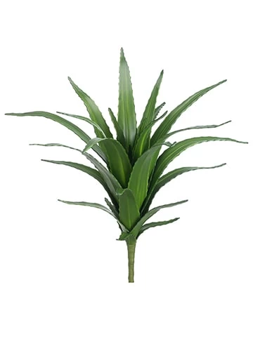 27 Inches Agave Bush Green