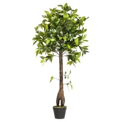 50 Inches Camellia Tree In Pot