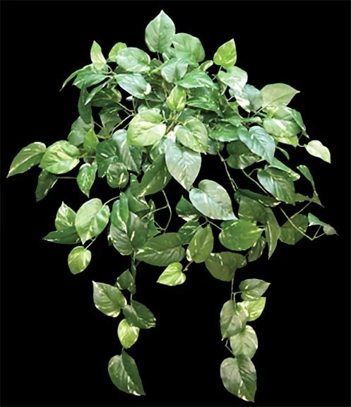 Hanging Pothos Bush 147 Leaves Fire Retardant Foliage - Image 2