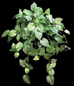 Hanging Pothos Bush 147 Leaves Fire Retardant Foliage