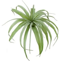 Earthflora's 5.5 Inch Tillandsia Bush - Green Color