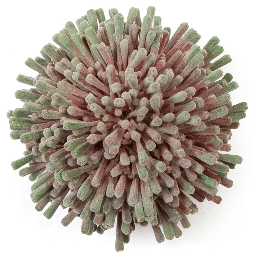 Earthflora's 5 Inch Flocked Green And Pink Frithia Succulent Plant - Image 2