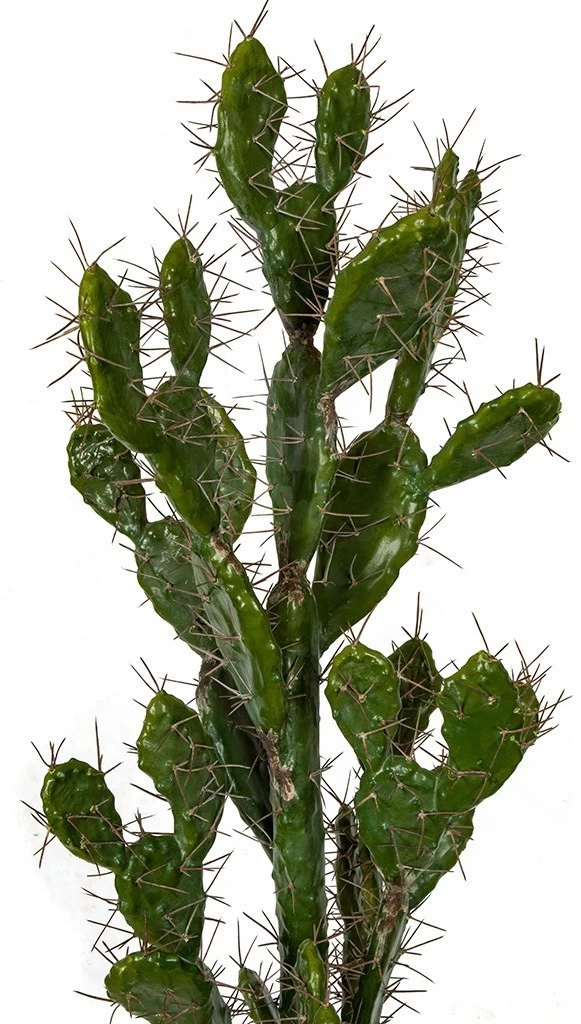 Earthflora's Prickly Pear Cactus With Needles - 42 Inches Or 52 Inches Tall - Image 4