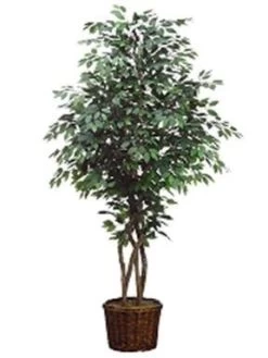 4 Feet Ficus Tree