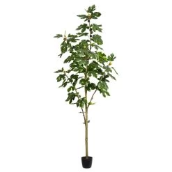 7 Feet Potted Fig Tree 86Lvs