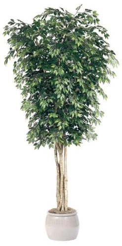 10 Feet Ficus Tree - Natural Trunks - 6,048 Leaves - Fire Retardant