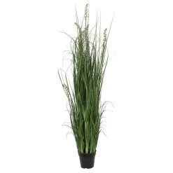 60 Inches Green Sheep's Grass In Pot
