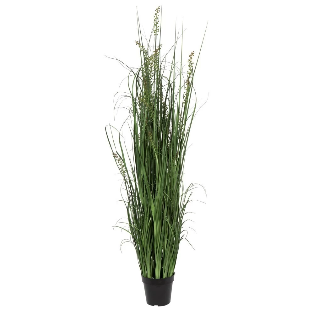 60 Inches Green Sheep's Grass In Pot
