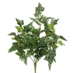 20 Inches English Ivy Bush W/66 Lvs.-Green