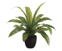 27 Inches Bird'S Nest Fern In Round Container Green