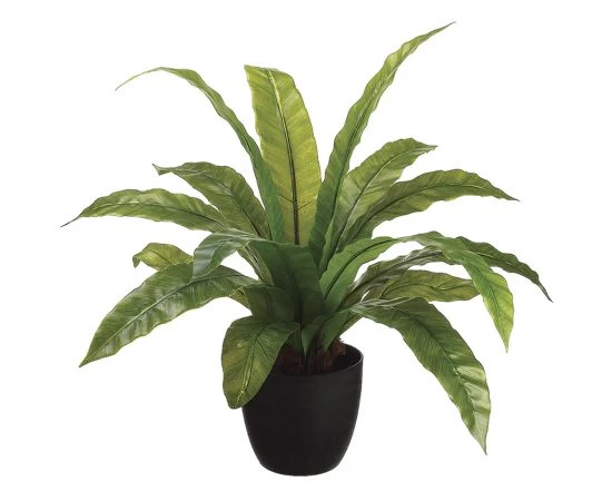 27 Inches Bird'S Nest Fern In Round Container Green