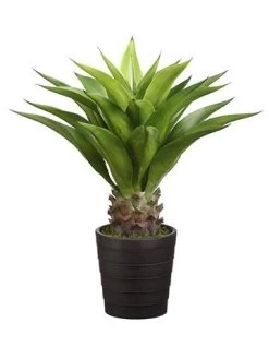 32 Inches Agave Attenuata Plant