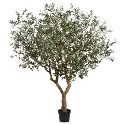 8 Feet Olive Tree In Plastic Nursery Pot (knock-Down Packing) Green