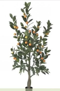 5 Foot MANDARIN ORANGE TREE